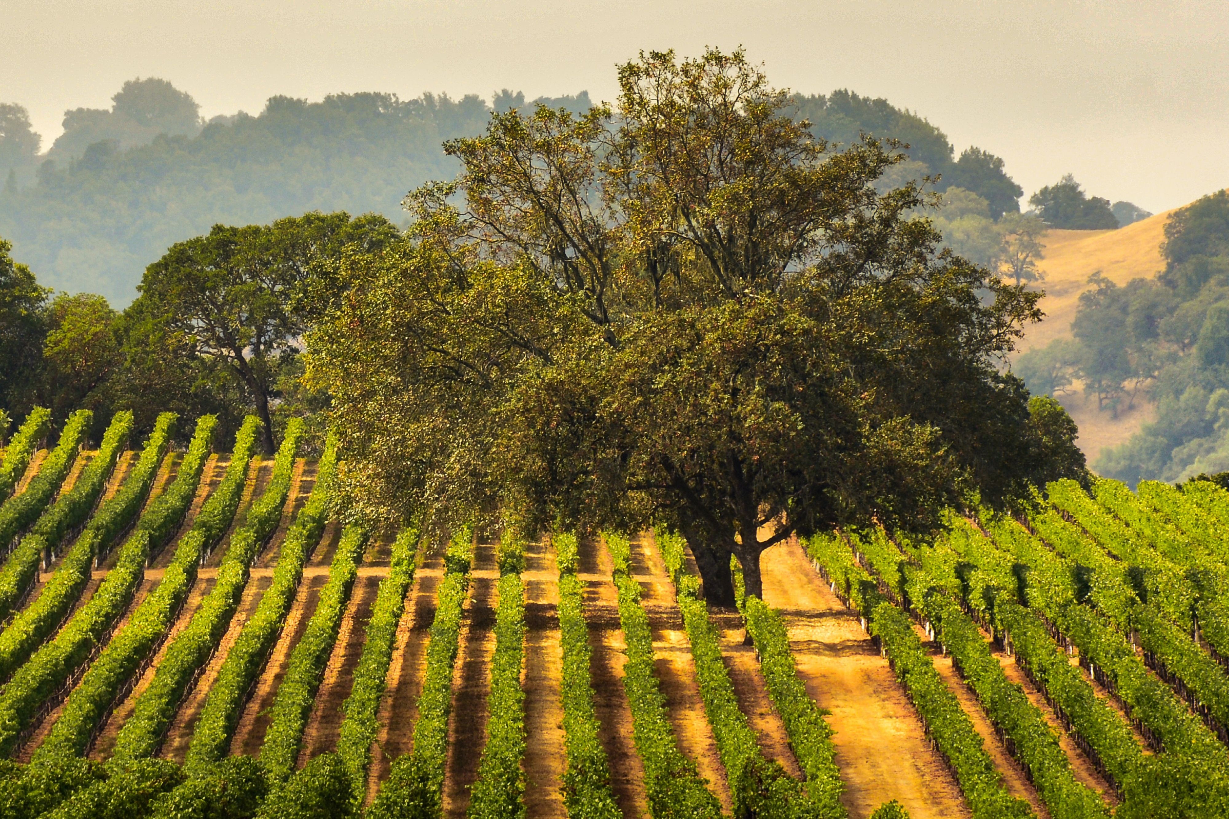 Sonoma county vineyard